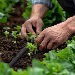 Furtun de picurare Relaxdays, irigare, furtun de irigare de 30 m, irigare straturi înalte și garduri vii, furtun de irigare, negru