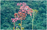 Stk - 10X Begonia Fischeri Ziersträucher Garten Pflanzen - Samen ID333 -