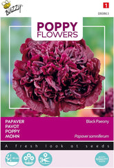 Flores de Buzzy Poppy, Paeony de amapola negra
