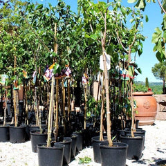Pappagona-Pflaumen - Obstpflanze Alte Frucht Auf Rasentopf 26 - Baum Max 180 Cm – 4 Jahre Anbau Italien