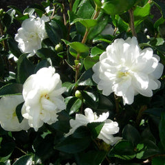 Juego de 3 Camellia Gardeners Dream (rojo, blanco y rosa) - Arbustos de flores de hoja perenne resistentes - Plantas de jardín resistentes - Plantas de balcón resistentes - Plantas de maceta resistentes