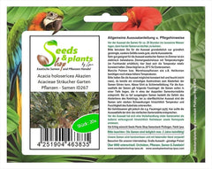 Stk - 20X Acacia Holosericea Akazien Acacieae Sträucher Garten Pflanzen - Samen ID267 -