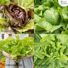 Semillas de Lechuga: Set de 8 Variedades de Semillas de Ensalada para el Jardín y el Balcón - Semillas de Lechuga, Hoja de Mostaza, Canónigos (Hardy), Achicoria, Semillas de Escarola, Achicoria - Semillas de Hortalizas para Ensalada de OwnGrown