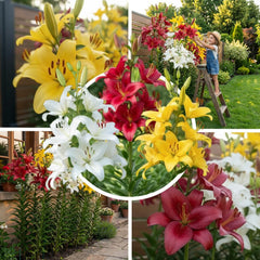 Colección de bulbos de lirio gigantes (15 bulbos de flores), 5 variedades fragantes, 5 de cada color, mezcla perenne holandesa resistente para el jardín (bulbos grandes, sin semillas)