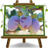 Oberschenkel Pflaumen Von Monaca Von Velletri - Obstpflanze Alte Frucht Auf Blumentopf 20 - Baum Max 170 Cm – 2 Jahre Anbau Italien