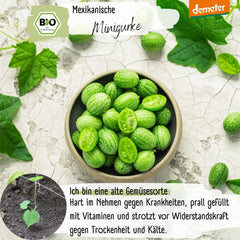 Mini semillas orgánicas de pepino mexicano, 10 semillas de pepino snack, alta tasa de germinación, certificación Demeter y polinización abierta | LOVEPLANTS Balcón Jardín Cama elevada Semillas de hortalizas - Variedades de hortalizas tradicionales