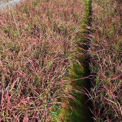 Japanisches Blutgra - Red Baron Terrassenpflanzen Bodendecker Imperata Cylindric Gartenpflanzen Für Draußen Immergrüne Sträucher Winterhart Sträucher Für Den Garten 60Samen