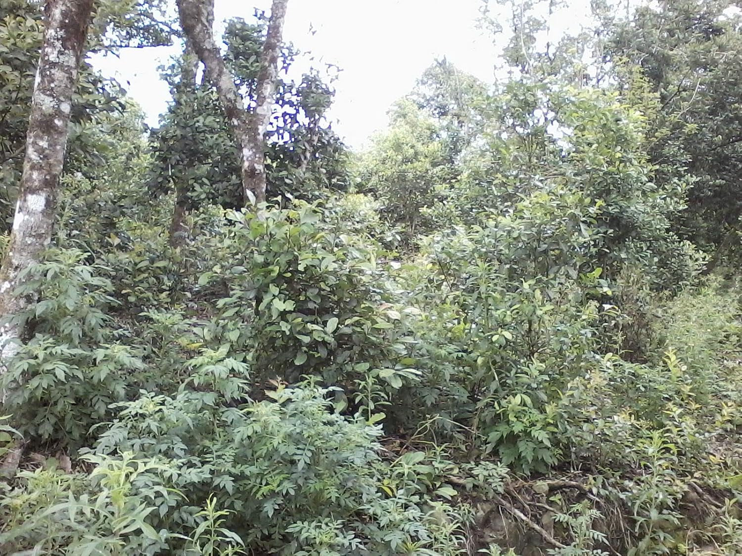 Ceai Mate  Caffeine I Neprăjit, fără tulpini și fără pulbere Tradicional - Ceai Mate puternic din Paraguay I Conținut de cofeină | Băutură energizantă și detoxifiantă 500 G I 0,5 Kg