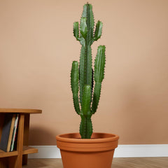 Bloomique - Euphorbia Acrurensis - Cowboy Kaktus - Sukkulenten - Zimmerpflanzen - Sehr Pflegeleicht - Höhe 80-100 Cm - Topf 24 Cm