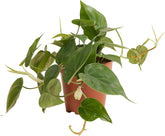 Bloomique - Philodendron Scandens - Hängepflanze - Auch Als Kletterpflanze Geeignet - Zimmerpflanzen - Luftreinigend - Pflegeleicht - 15-20 Cm Hoch - Topf 12 Cm
