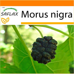 SAFLAX - Garden in the Bag - Schwarzer Maulbeerbaum - 200 Samen - Mit Anzuchtsubstrat Im Praktischen, Selbst Aufstellenden Beutel - Morus Nigra