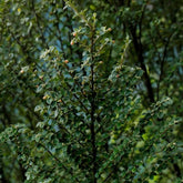 Teppichmispel, Geschenke Für Gärtner Bodendecker Cotoneaster Dammeri, Kaufen Zwergmispel, Sträucher Winterhart Immergrün Blumensamen Balkonpflanzen Alte Sorten 450Samen