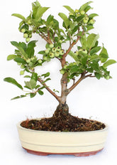 KENTIS - Apfelbaum Bonsai - Malus Evereste - Echte Bonsai Obstbaum - Winterharter Outdoor Pflanzen - Hoch 35-45 Cm Keramiktopf 26 Cm
