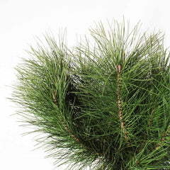 KENTIS - Pinus Pinea - Kiefernpflanze - Kiefer Baum - Winterharte Pflanzen Für Garten - Gartenpflanzen - Hoch 125-150 Cm Topf Ø 30 Cm