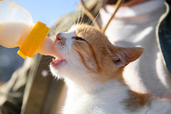 Leche en polvo pura de cabra Foozia - Sin aditivos para humanos y animales