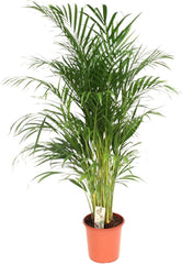 Trendyplants - Areca Palme - Goldpalme - Zimmerpflanze - Höhe 150-170 Cm - Topfgröße Ø24Cm