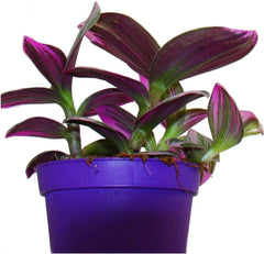 Tradescantia 'Nanouk' Pflegeleichte Zimmerpflanze Mit 9 Cm Topf, Rosa