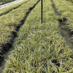 Carex Oshimensis Evergold Sträucher Für Den Garten Ziergras Sichtschutz Balkonpflanze Winterharte Kübelpflanzen Luftreinigende Zimmerpflanzen Seltene Outdoor Ziergräser 500Samen