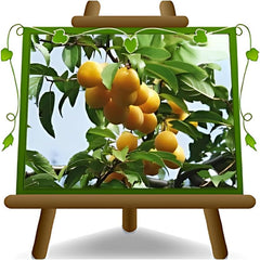 Shiro-Pflaumen Tropfen Gold -Obstpflanze Alte Frucht Auf Blumentopf 26 - Baum Max 200 Cm – 4 Jahre Anbau Italien