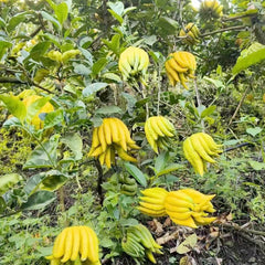 Buddhas Hand Zitrone - Obst Samen Bonsai Samen Zwergobstbäume Säulenobst Tree Exotische Pflanzen Saatgut Balkon Pflanze Bäume Kaufen Obst Pflanzen Balkonpflanzen 80Pcs