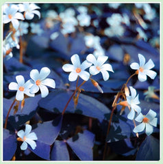 Mezcla de bulbos de flores, bulbo mágico misterioso, plantación resistente, bulbo de flor perenne resistente al invierno, bulbos resistentes - 3 bulbos de orquídeas