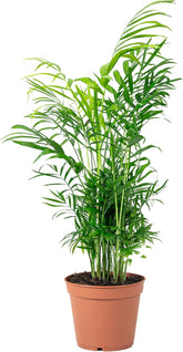 Bergpalme - Pflegeleichte Zimmerpflanze, Chamaedorea Elegans - Höhe Ca. 55 Cm, Topf-Ø 17 Cm