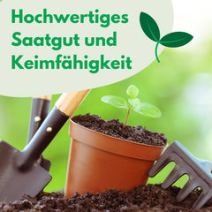 Cosmos Sensation Mix 1g semillas, Cosmos Mix Flores de verano, Plantas de jardín Plantas de balcón, Semillas de flores