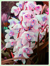 Mezcla de bulbos de flores, bulbo mágico misterioso, plantación resistente, bulbo de flor perenne resistente al invierno, bulbos resistentes - 3 bulbos de orquídeas