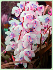 Mezcla de bulbos de flores, bulbo mágico misterioso, plantación resistente, bulbo de flor perenne resistente al invierno, bulbos resistentes - 3 bulbos de orquídeas