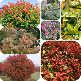 Glanzmispel Red Robin - Für Sonnige Plätze Geschenke Für Gärtner Outdoor Sträucher Garten Schnell Wachsende Sträucher Exotische Bodendecker Seltene Stauden Winterhart Mehrjährig 600Samen