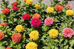 500 Semillas de Zinnia y Dalia, Mezcla Colorida, Flores de Jardín, Capas de Flores, Macetas de Balcón