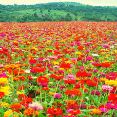 Mezcla de semillas de Zinnia (Zinnia) - Coloridas flores de verano para el parterre del jardín, el balcón, la terraza y como flor cortada en jarrones