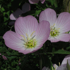 Rosa Nachtkerze (Oenothera Speciosa) Ca. 300 Samen Der Mehrjährigen Staude Steingartenpflanze Präriepflanze Blume Bienenweide