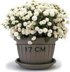 Ghiveci mic cu farfurie - ghiveci de 17 cm cu farfurie | Design practic și ușor | Perfect pentru plante, butași sau lăstari timpurii 17 cm