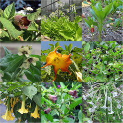 Plantas legendarias de cola de caballo - Set de semillas con 5 plantas mágicas