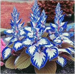 Blumenzwiebel Mix, Winterhart zwiebeln, Winterhart pflanzen, Mehrjährige Blumenzwiebel ist winterhart, Mysteriöse magische Glühbirne-4 Pflanzen Funken Hosta Rhizom