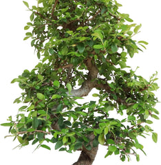 KENTIS - Zelkova Bonsai Baum Echt - Zelkoven Gartenbonsai Und Zimmerbonsai - H 45/55 Cm Topf 27,5 Cm