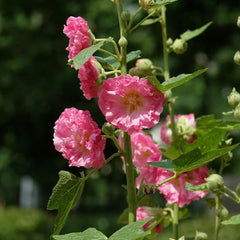 Stockrose - Stockrosensamen Balkon Blumenwiese Topfblumen Stockrosen Balkonblumen Schnittblumen Hochbeet Wohnzimmer Deko Zierblumen Für Sonnige Plätze Gartendeko Für 550Samen