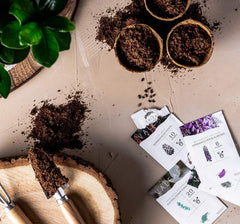 10 Semillas de Bonsái de 5 Continentes | Semillas de árboles exóticos para tu bonsái único | Kit de inicio y entusiastas de las plantas | Nuestro set de bonsái como idea de regalo especial