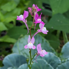 Lino marroquí (Linaria maroccana) aprox. 2000 semillas de flor anual de verano, flor cortada de floración larga