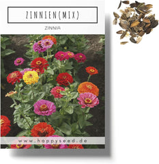 Mezcla de semillas de Zinnia (Zinnia) - Coloridas flores de verano para el parterre del jardín, el balcón, la terraza y como flor cortada en jarrones