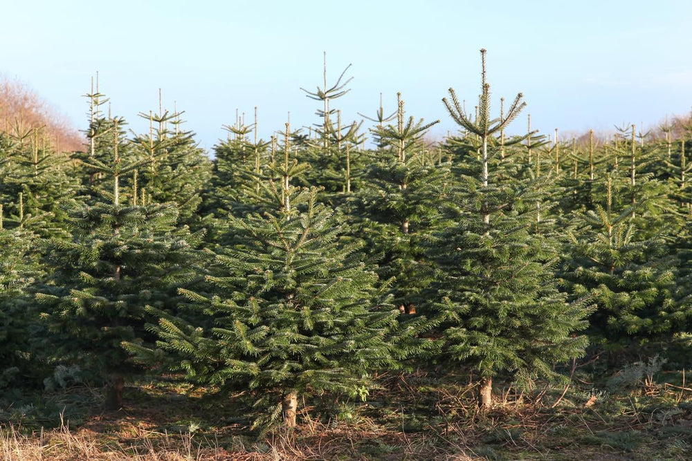 100 semillas de abeto Nordmann, Abies nordmanniana, semillas de árboles de Navidad