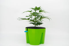 Hydro Farmer, juego de macetas de 19 piezas Ø 18 cm (verde), sistema de cultivo que incluye 4 macetas, 4 anillos de riego, 4 tapas, juego de adaptadores y manguera de 2 m, hidroponía, aeroponia