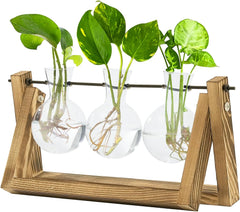 Estación de propagación hidropónica Bamworld con soporte de madera, 3 jarrones de cristal para cultivo de plantas acuáticas y decoración del hogar