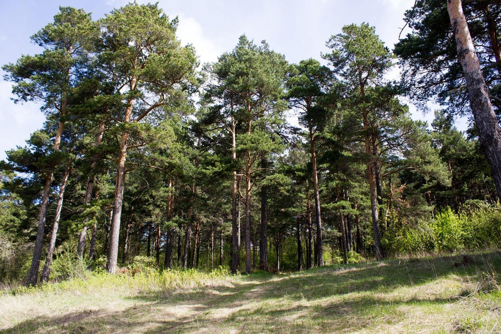 50 Samen Waldkiefer Pinus Sylvestris, Baum Samen, Nadelbaum, Föhre, Gewöhnliche