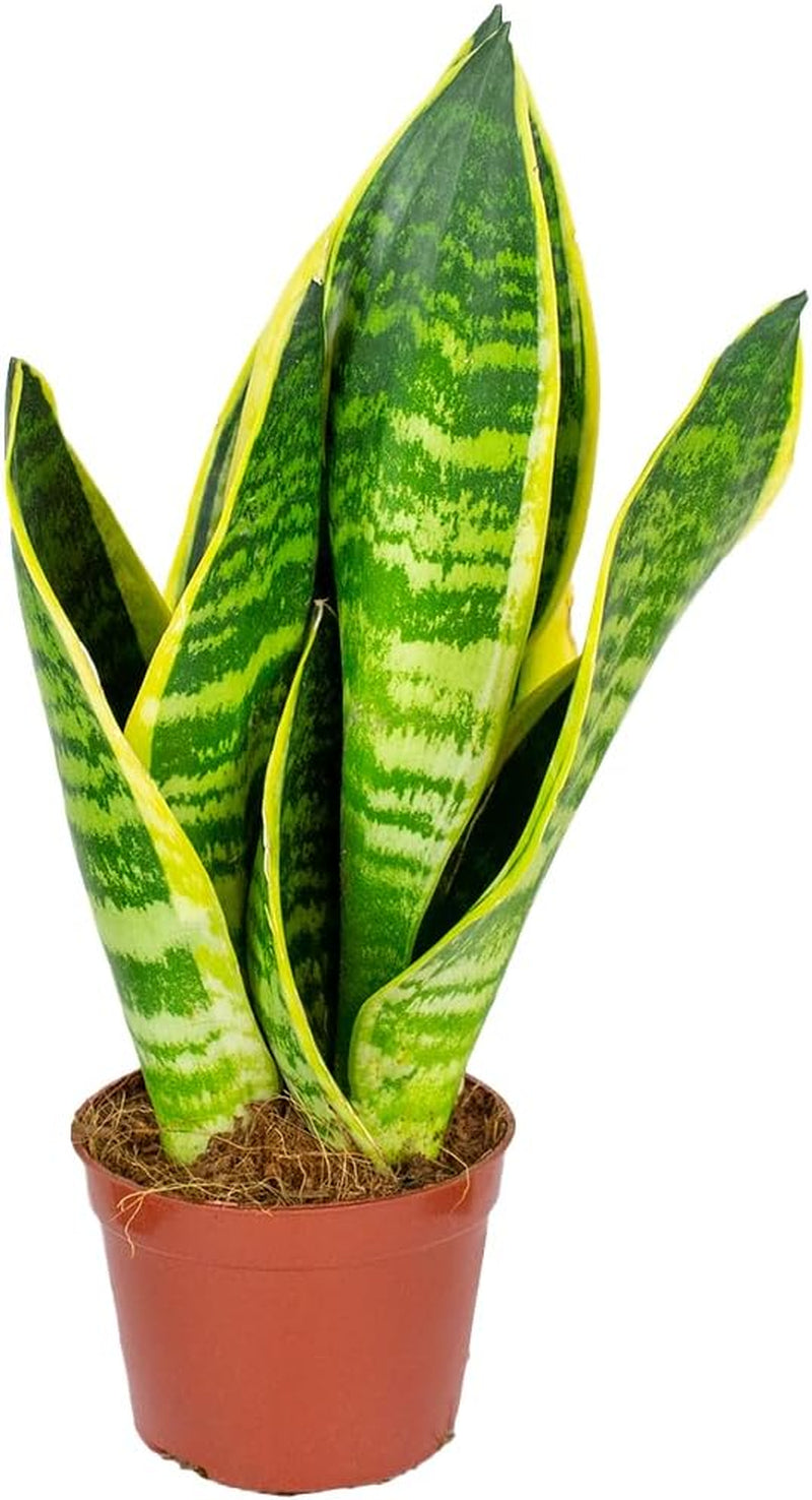 Bloomique - Sansevieria Superba - Bogenhanf - Sukkulenten - Zimmerpflanzen - Sehr Pflegeleicht - Höhe 20-30 Cm - Topf 9 Cm