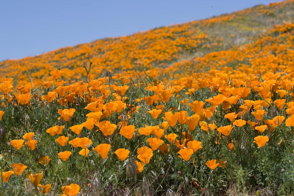 1000 semillas de amapola de California (Eschscholzia californica), pradera de flores silvestres, pasto de abejas.