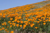 1000 semillas de amapola de California (Eschscholzia californica), pradera de flores silvestres, pasto de abejas.