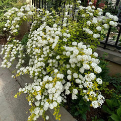 Spiraea, Spiraea Salicifolia, Garten Geschenke Für Frauen Steingartenpflanzen Gartenpflanzen Winterhart Mehrjährig Wildblumensamen Gartenarbeit 150Samen