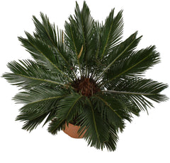 KENTIS - Cycas Revoluta Zwergpalme - Echte Palme Für Den Außenbereich Gartenpflanze - Hoch 100-125 Cm Topf Ø 30 Cm